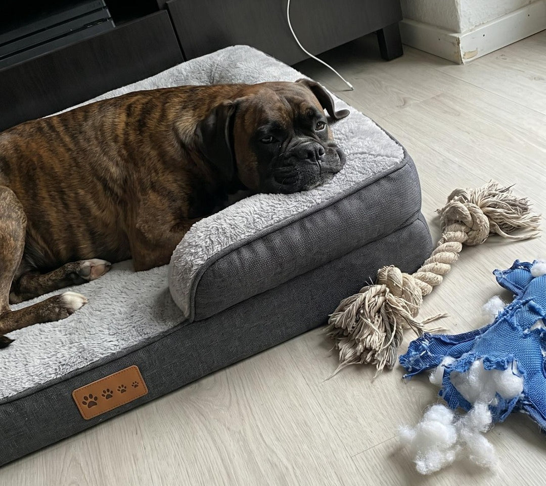 Boxer liegt im dunkelgrauen Hundebett im Wohnzimmer