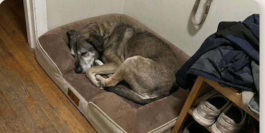 Senior-Mischling schlaeft im orthopaedischen Hundebett im Flur