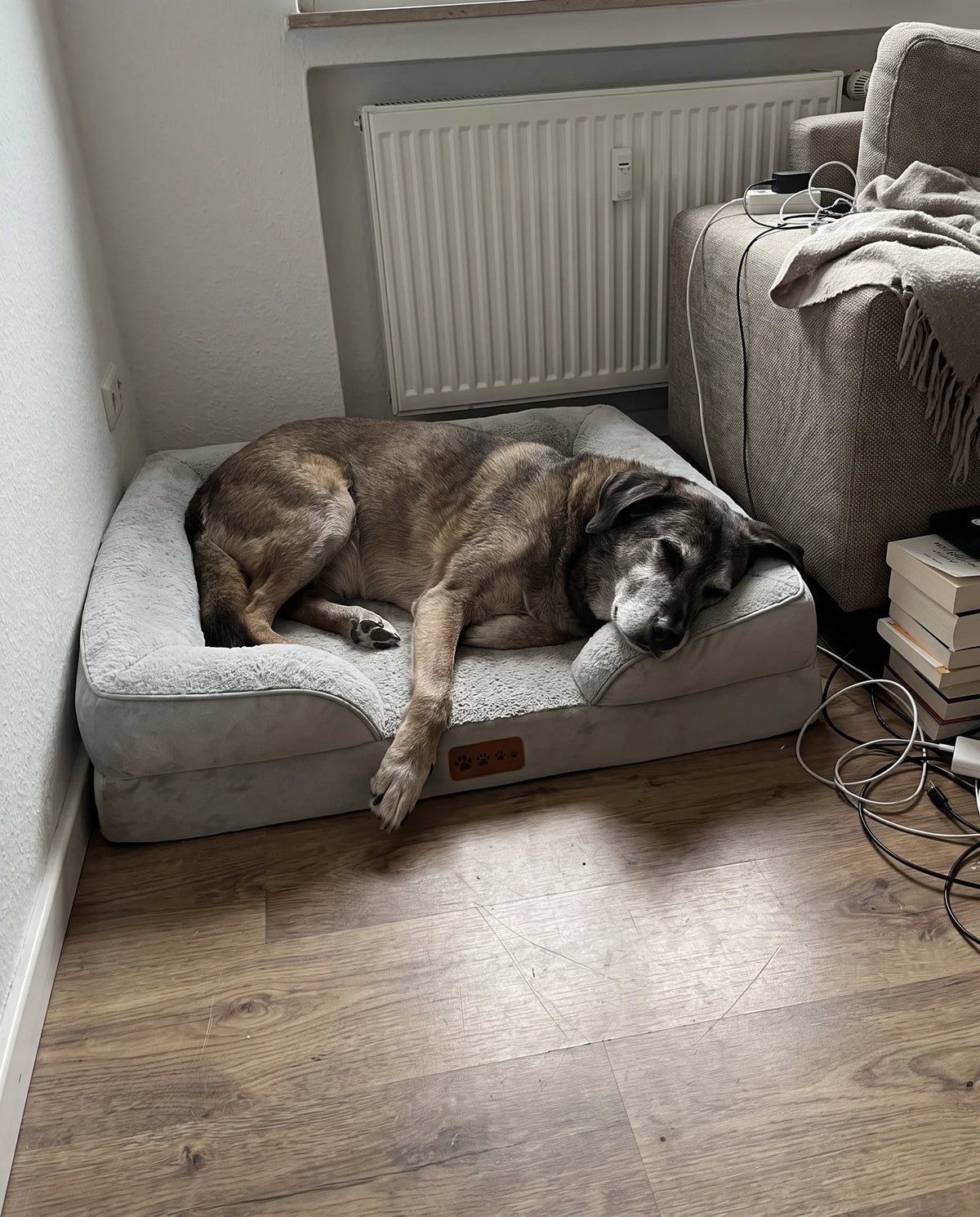 Alter Hund schlaeft im orthopaedischen Hundebett