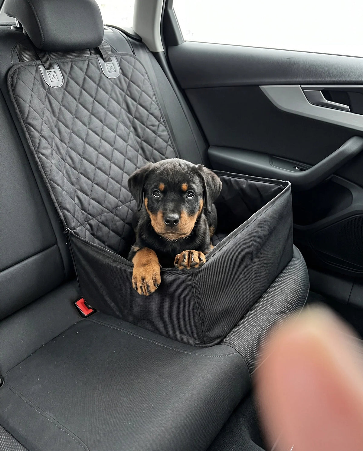 Rottweiler-Welpe sitzt im Nestsitz