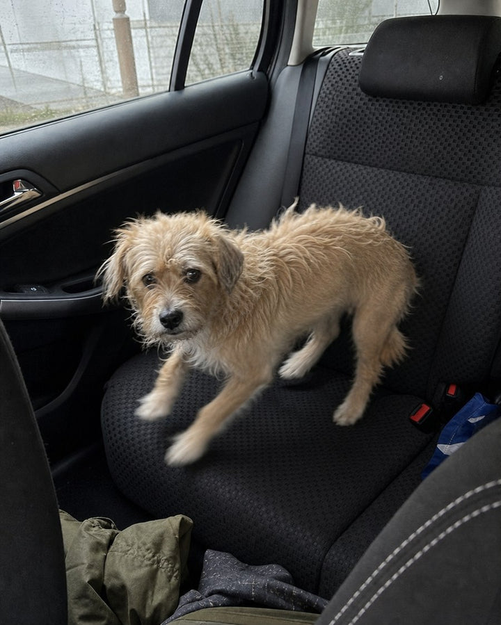 Kleiner Hund steht unsicher auf der blanken Rückbank