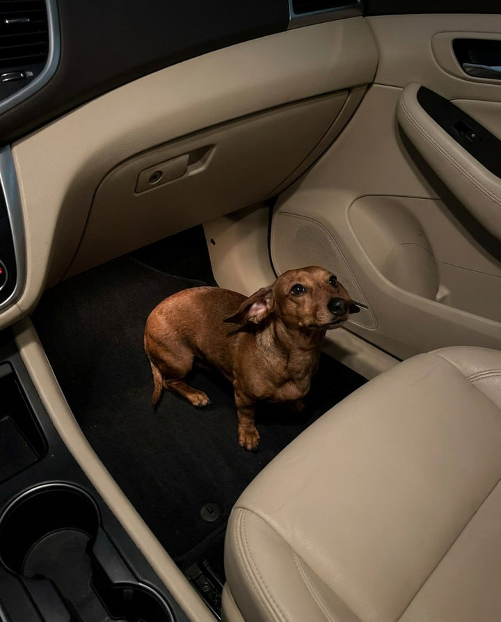 Hund sitzt unten im Fußraum und sieht nichts von der Fahrt