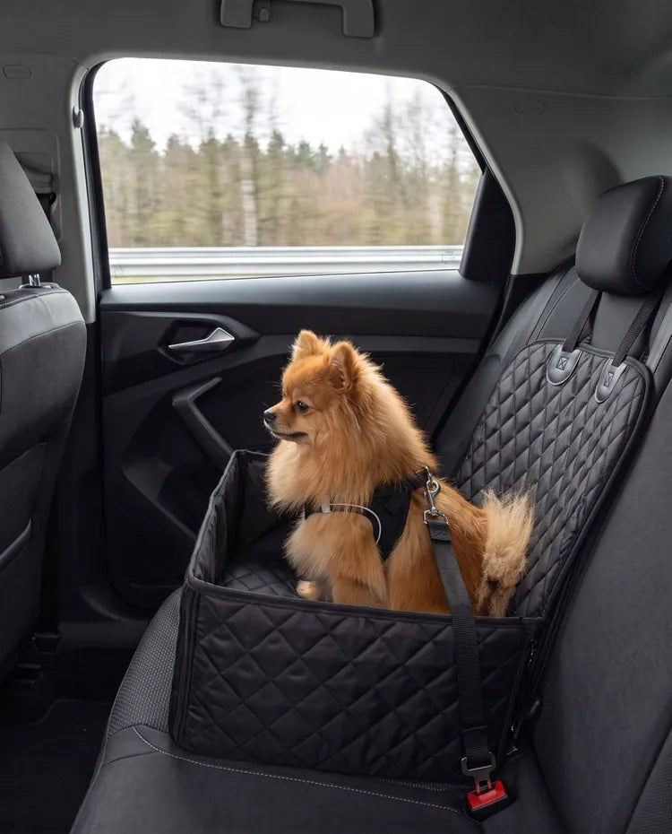 Gesichert und ruhig: Hund im Sitz waehrend der Fahrt