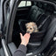 Kundenfoto: kleiner Hund im Nestsitz Velours