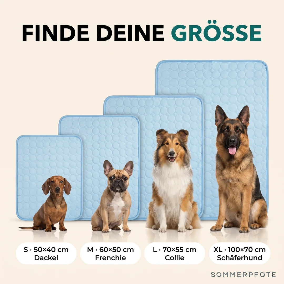 Größenvergleich: S Dackel, M Frenchie, L Collie, XL Schäferhund