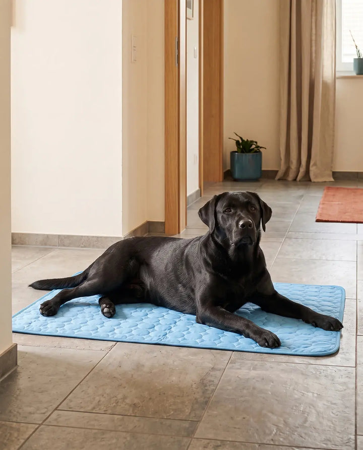 Nachher: Hund entspannt auf seiner Sommerpfote Kühlmatte